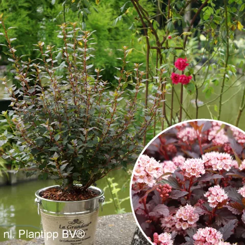 Physocarpus op. 'Little Joker' ®