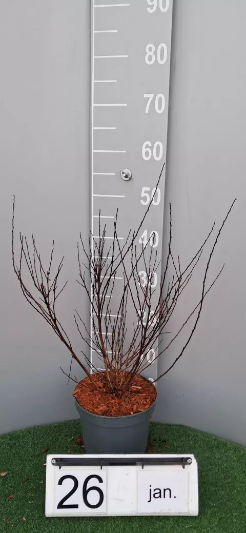 Physocarpus op. 'Little Joker' ®