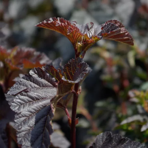 Physocarpus op. 'MIDNIGHT' ®