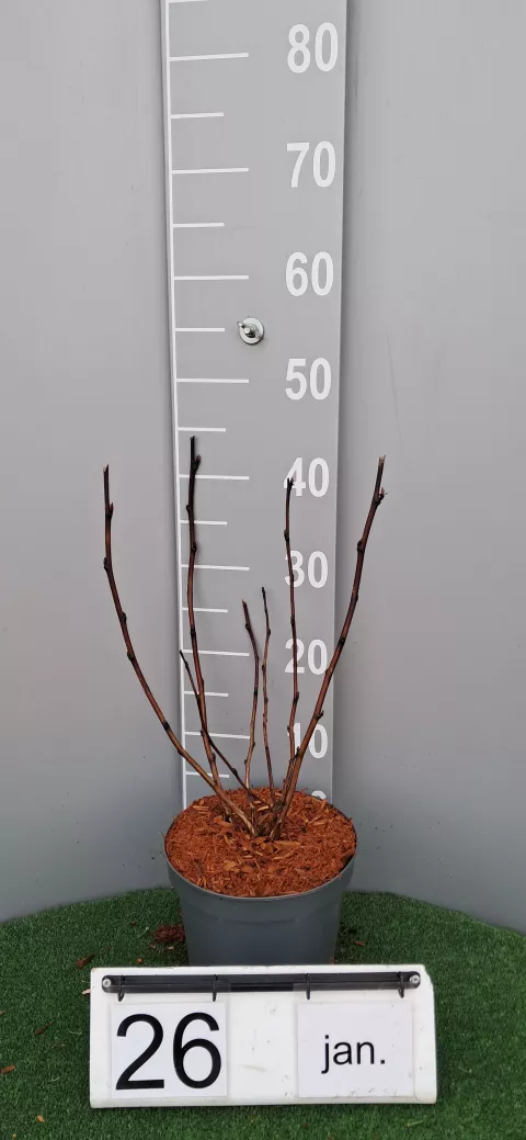 Physocarpus op. 'MIDNIGHT' ®