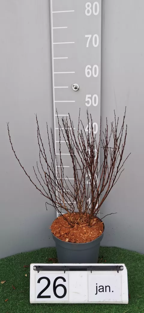 Physocarpus op. 'MAGICAL Sweet Cherry Tea' ®