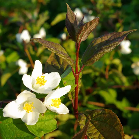 Philadelphus x 'STARBRIGHT' cov