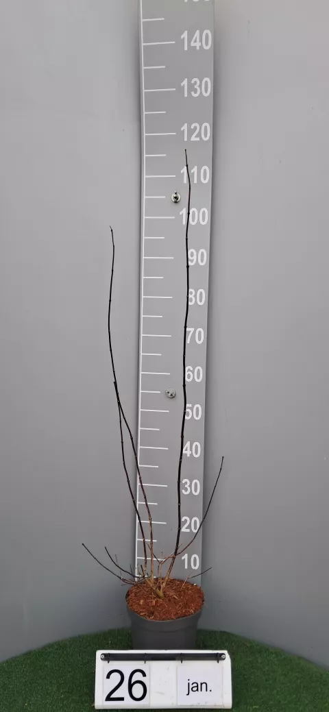 Philadelphus x 'STARBRIGHT' cov