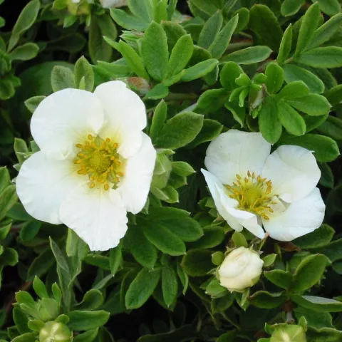Potentilla frut. 'Tilford Cream'