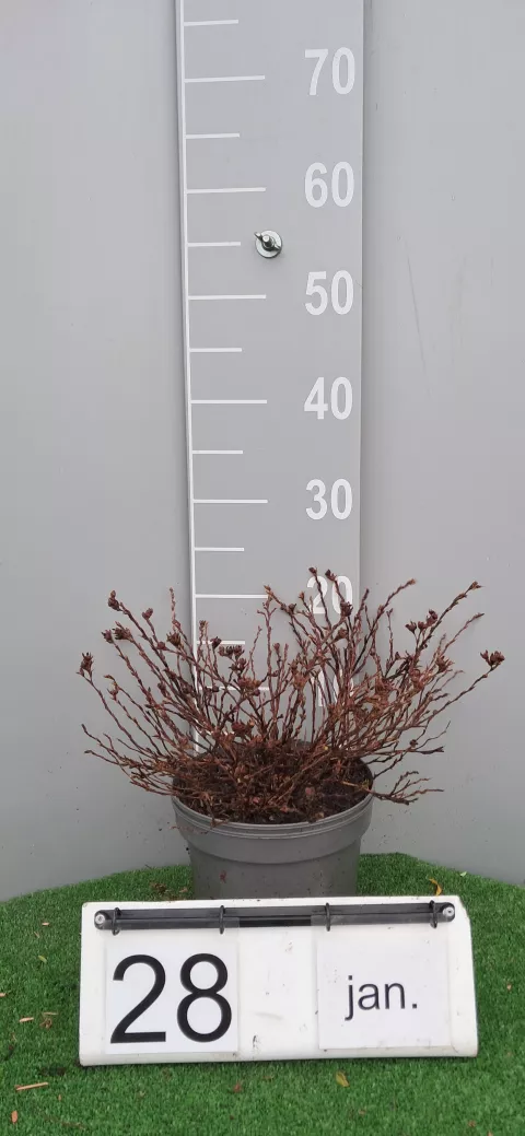 Potentilla frut. 'Tilford Cream'