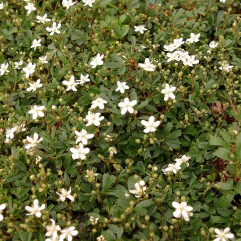 Potentilla tridentata 'Nuuk'