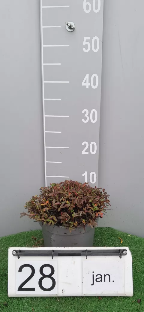 Potentilla tridentata 'Nuuk'