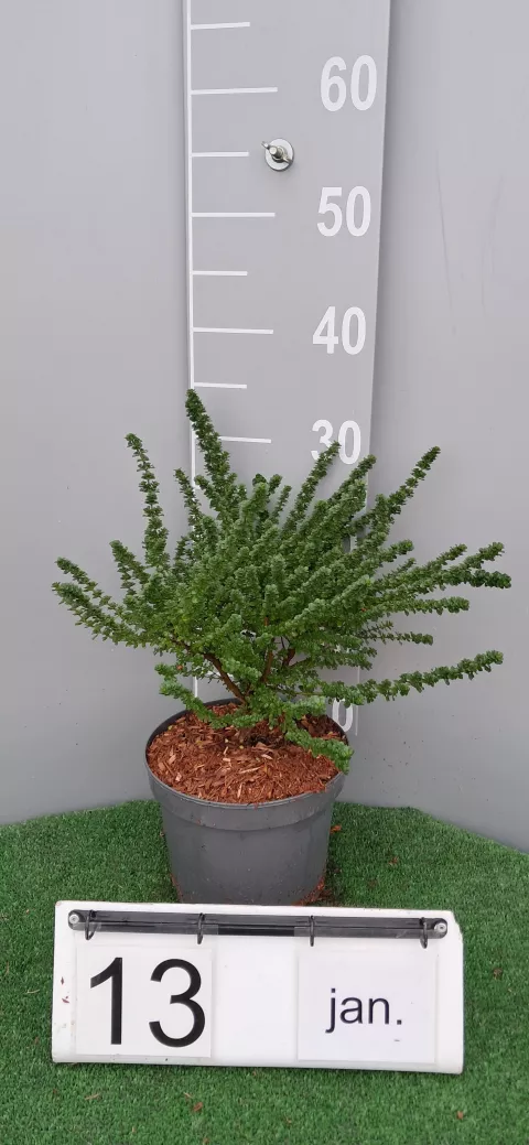 Prostanthera cuneata