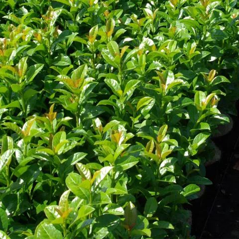 Prunus laurocerasus 'Ani' ®