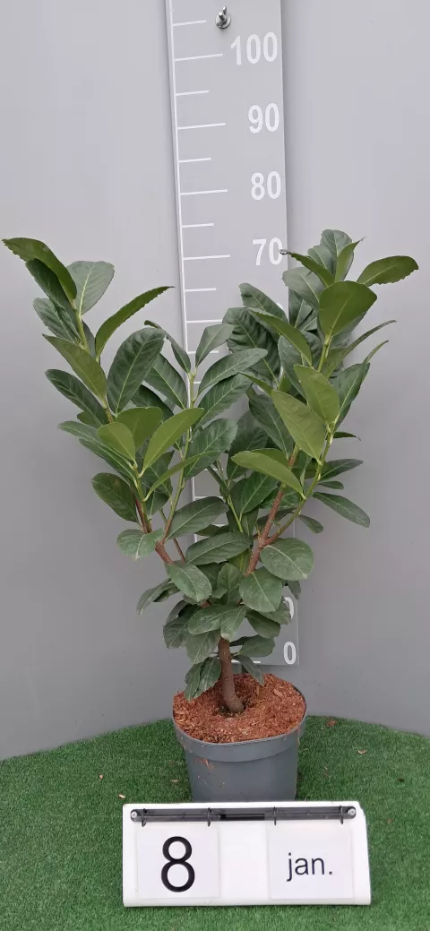 Prunus laurocerasus 'Ani' ®
