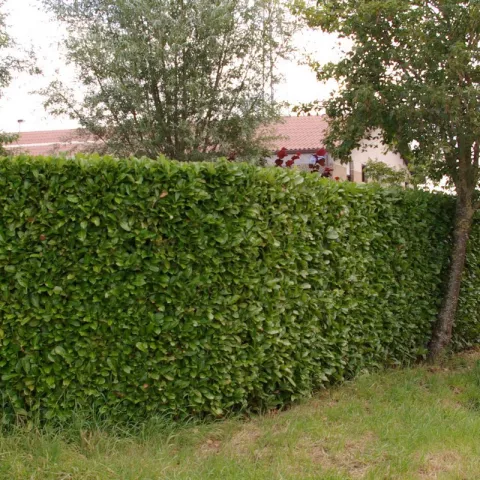 Prunus laur. 'Rotundifolia' 60/80