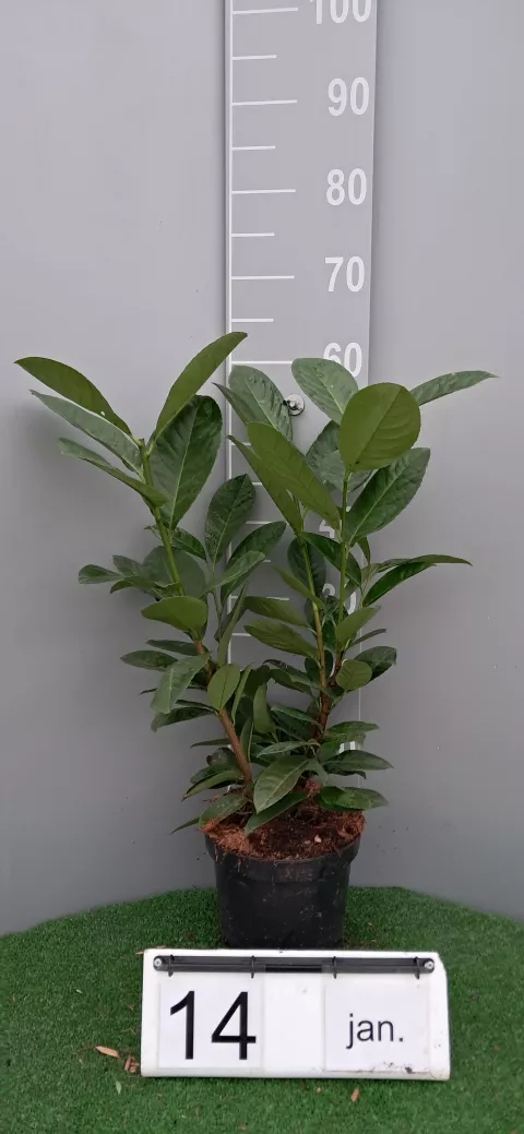 Prunus laur. 'Rotundifolia' 60/80