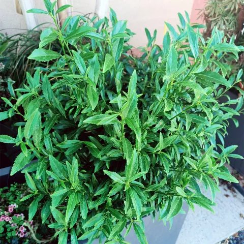 Prunus laurocerasus 'Sofia' ®