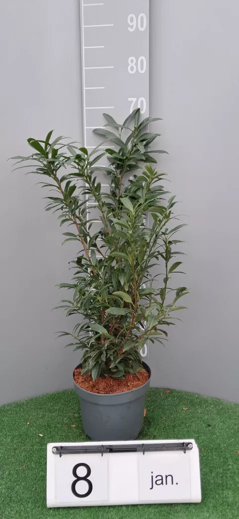 Prunus laurocerasus 'Sofia' ®