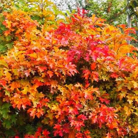 Quercus palustris 'Isabel'