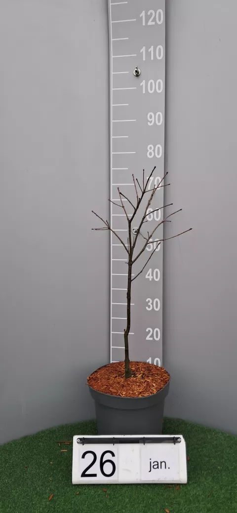 Quercus palustris 'Isabel'