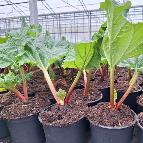 Rheum rhabarbarum 'Early Champagne'