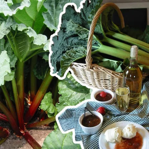 Rheum rhabarbarum 'Goliath'