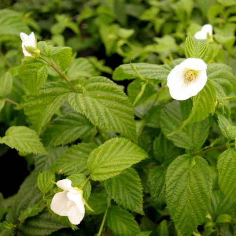 Rhodotypos scandens