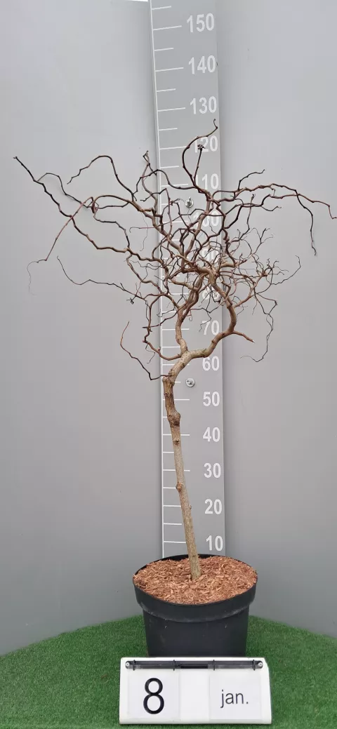 Robinia pseudo. TWISTY BABY ® 'Lace Lady'
