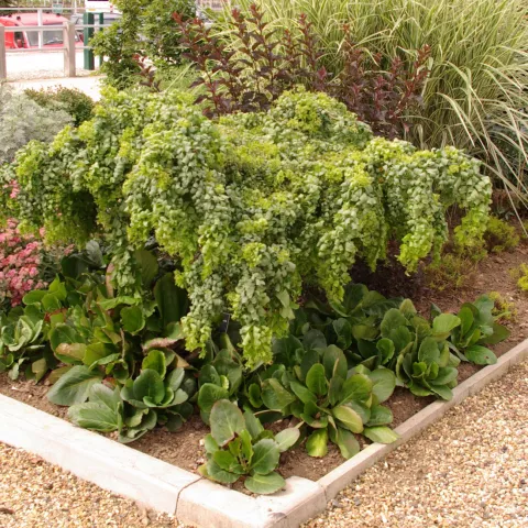 Robinia pseudo. TWISTY BABY ® 'Lace Lady'