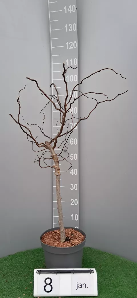 Robinia pseudo. TWISTY BABY ® 'Lace Lady'