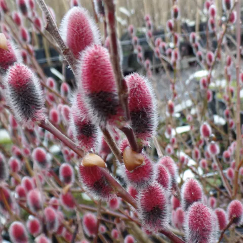 Salix chaenomeloides 'Mount Aso'