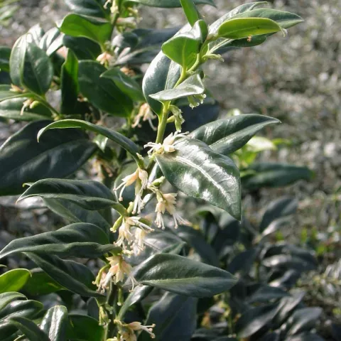 Sarcococca confusa