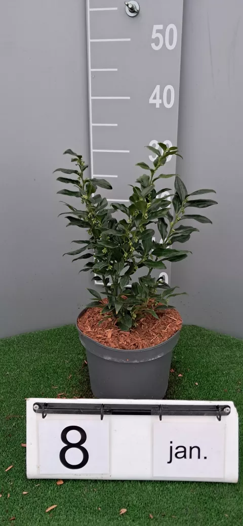 Sarcococca confusa
