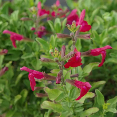 Salvia gr. ARCTIC BLAZE ® Dark red 'Novasaldre