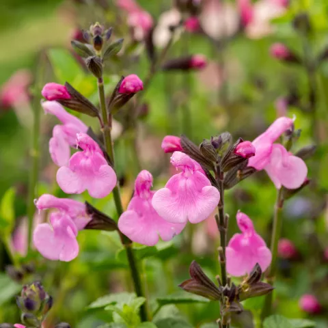 Salvia gr. 'Flower Child