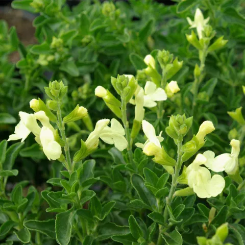Salvia gr. SUNCREST ® 'Lemon Light'