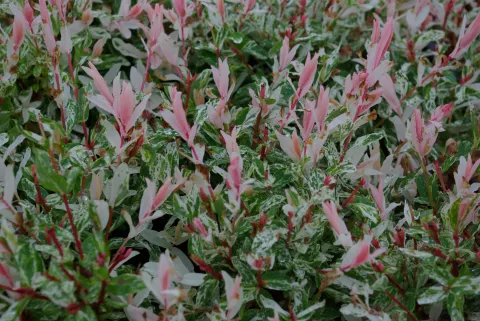 Salix integra 'Hakuro Nishiki'