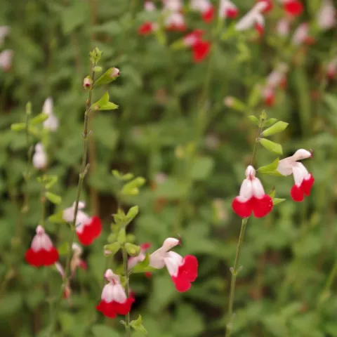 Salvia microphylla 'Hot Lips'