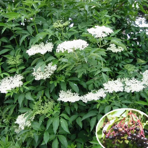Sambucus nigra