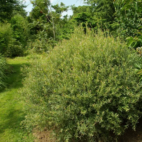 Salix purpurea 'Nana'
