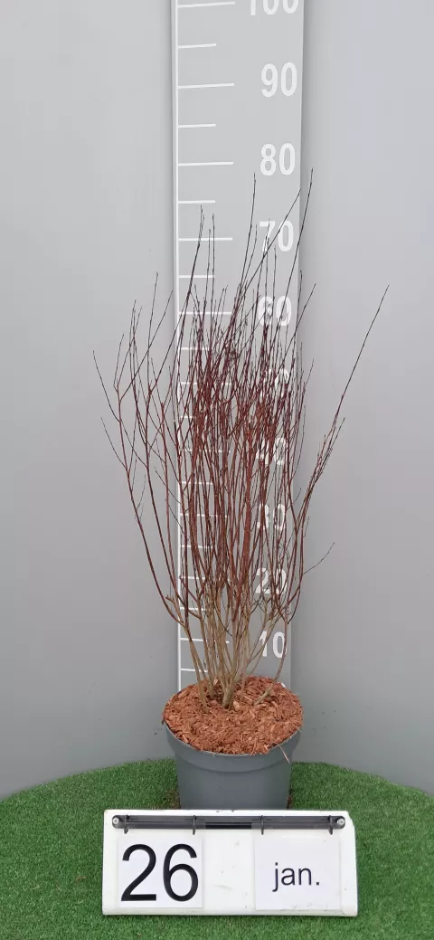 Salix purpurea 'Nana'