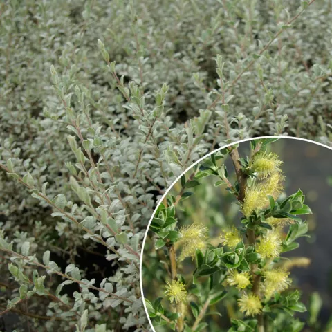 Salix repens var. nitida