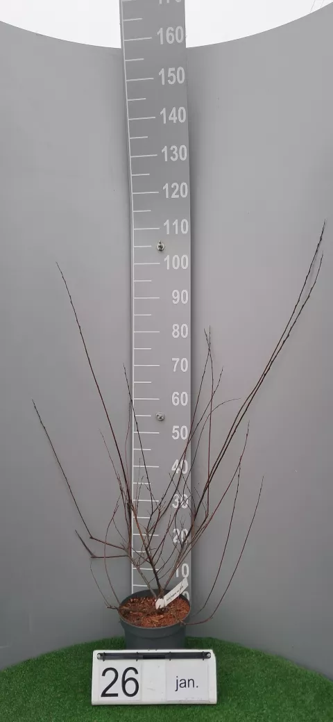 Salix repens var. nitida
