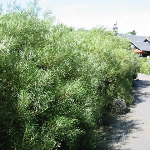 Salix rosmarinifolia