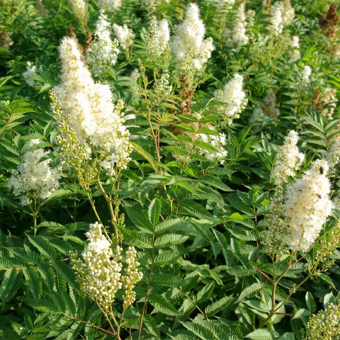 Sorbaria sorbifolia