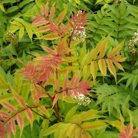 Sorbaria sorbifolia 'Sem' (R)