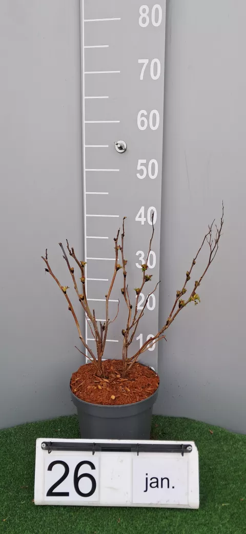 Sorbaria sorbifolia 'Sem' (R)