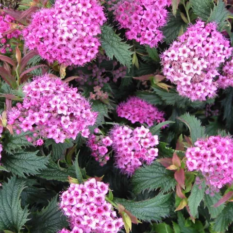 Spiraea jap. 'Crispa'