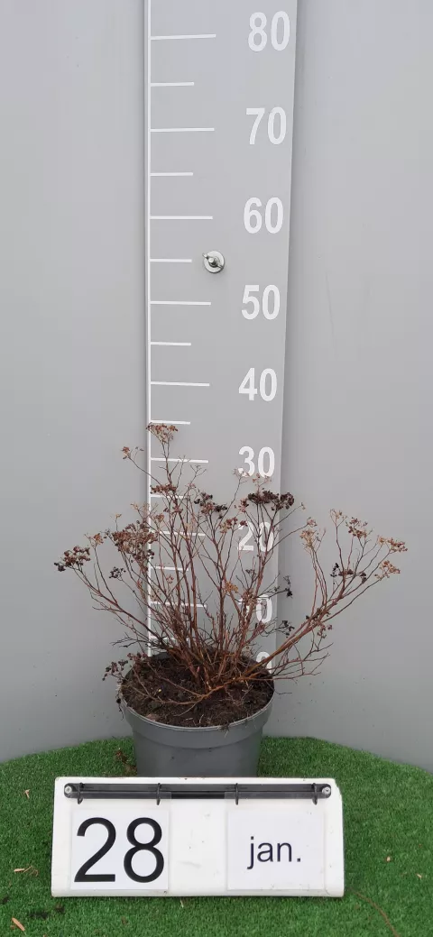 Spiraea jap. 'Crispa'