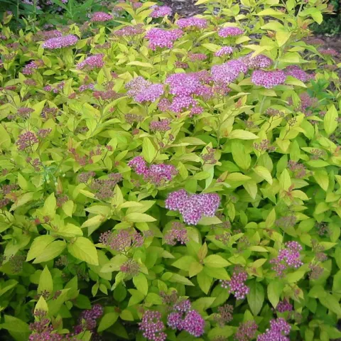 Spiraea jap. 'Golden princess'