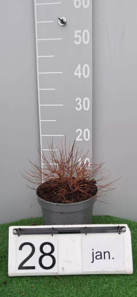 Spiraea jap. 'Golden princess'