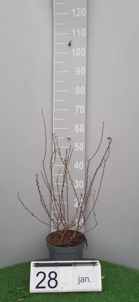 Spiraea prunifolia 'Plena'