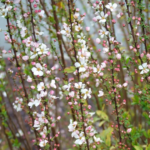 Spiraea thunbergii 'Fujino Pink'