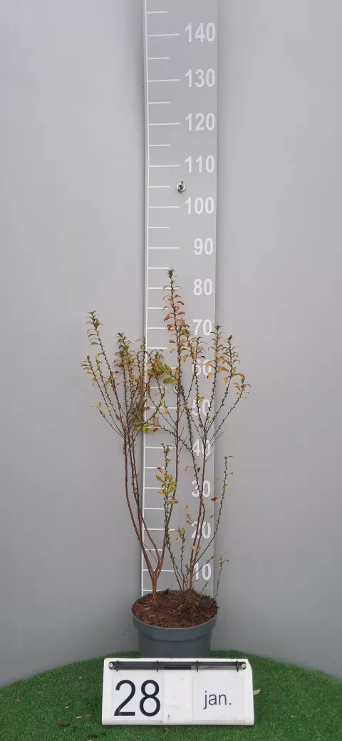 Spiraea thunbergii 'Fujino Pink'